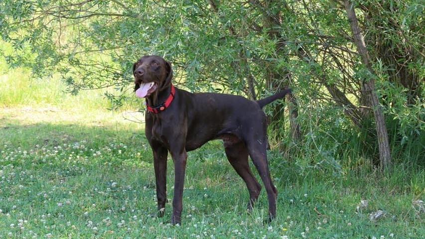 Sir Kevin, male young German Shorthaired Pointer for adoption at Tierschutzhaus Sonnenhof, Eisenstadt