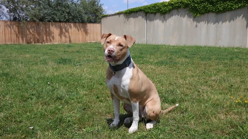 Gin Tonic, female young mixed breed for adoption at Tierschutzhaus Sonnenhof, Eisenstadt