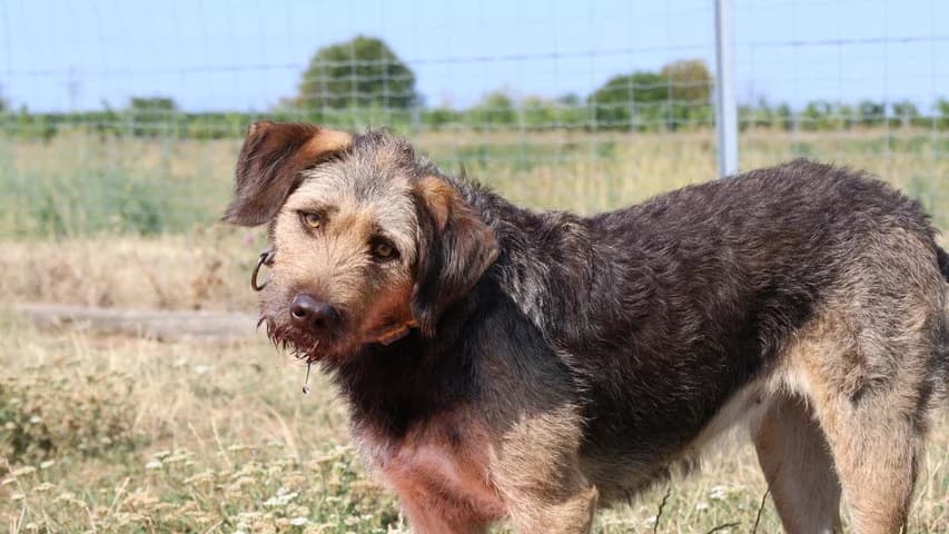Rita, young Mixed Breed for adoption at Tierschutzhaus Sonnenhof, Eisenstadt