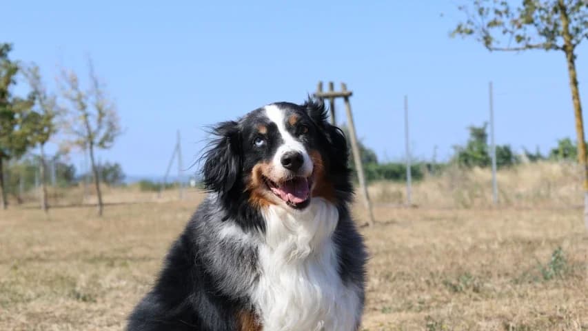 Merlin, blau male senior Australian Shepherd for adoption at Tierschutzhaus Sonnenhof, Eisenstadt
