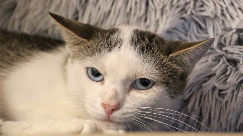 Katniss, female young European Shorthair for adoption at Tierschutzhaus Sonnenhof, Eisenstadt