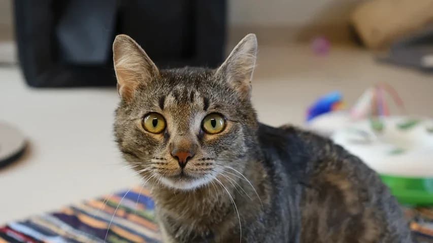 Captain Hook, male young European Shorthair for adoption at Tierschutzhaus Sonnenhof, Eisenstadt