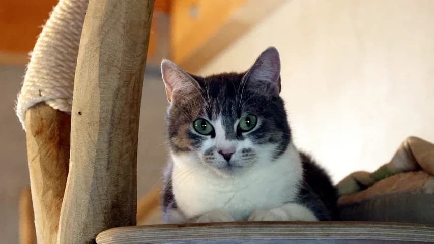 Graulinde, female young European Shorthair for adoption at Tierschutzhaus Sonnenhof, Eisenstadt