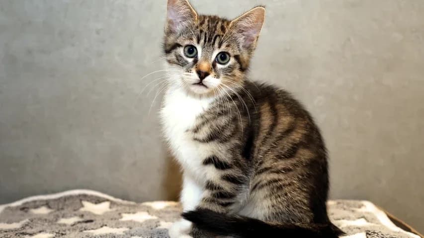Guido,  puppy European Shorthair for adoption at Tierschutzhaus Sonnenhof, Eisenstadt