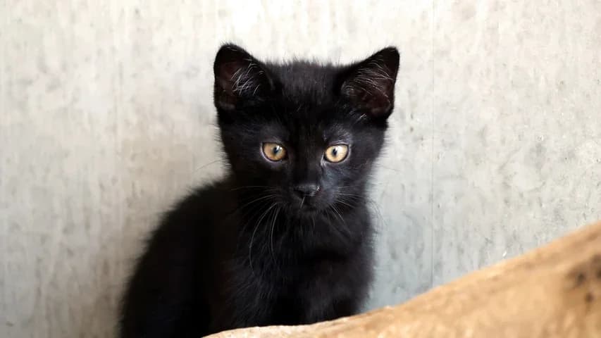 Gabriel,  puppy European Shorthair for adoption at Tierschutzhaus Sonnenhof, Eisenstadt