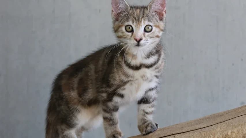 Gerlinde,  puppy European Shorthair for adoption at Tierschutzhaus Sonnenhof, Eisenstadt