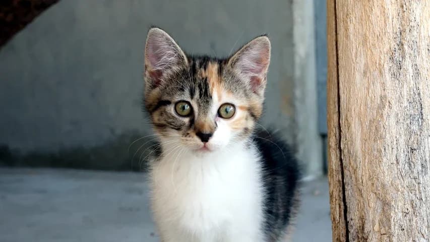 Gudrun,  puppy European Shorthair for adoption at Tierschutzhaus Sonnenhof, Eisenstadt
