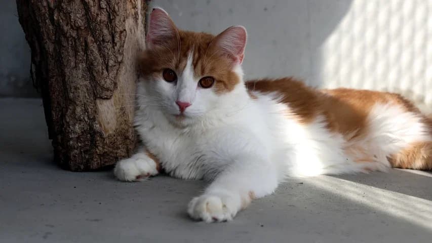 Pumuckl, male young mixed breed for adoption at Tierschutzhaus Sonnenhof, Eisenstadt