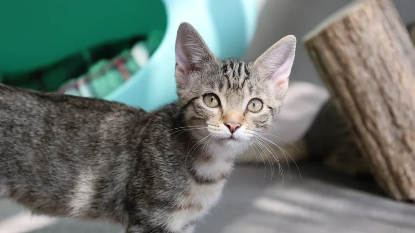 Willow,  puppy European Shorthair for adoption at Tierschutzhaus Sonnenhof, Eisenstadt