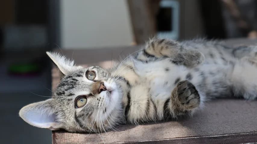 Winni,  puppy European Shorthair for adoption at Tierschutzhaus Sonnenhof, Eisenstadt