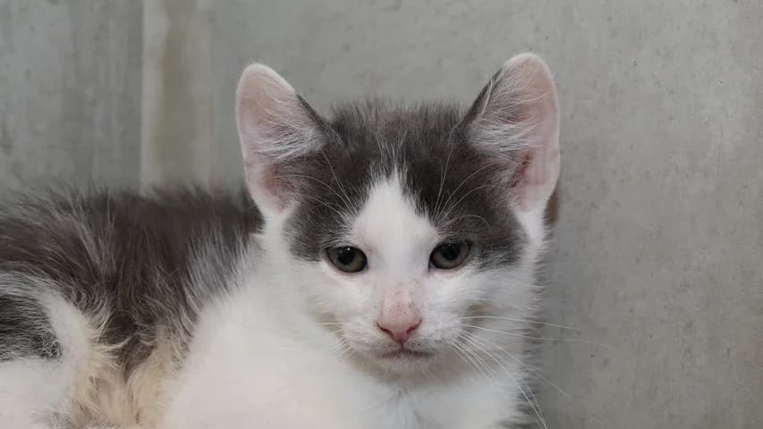 Noah,  puppy European Shorthair for adoption at Tierschutzhaus Sonnenhof, Eisenstadt