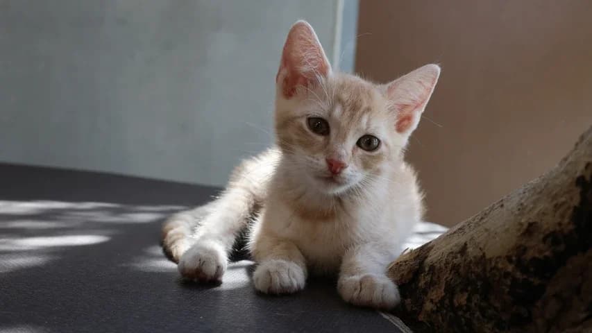 Nina,  puppy European Shorthair for adoption at Tierschutzhaus Sonnenhof, Eisenstadt