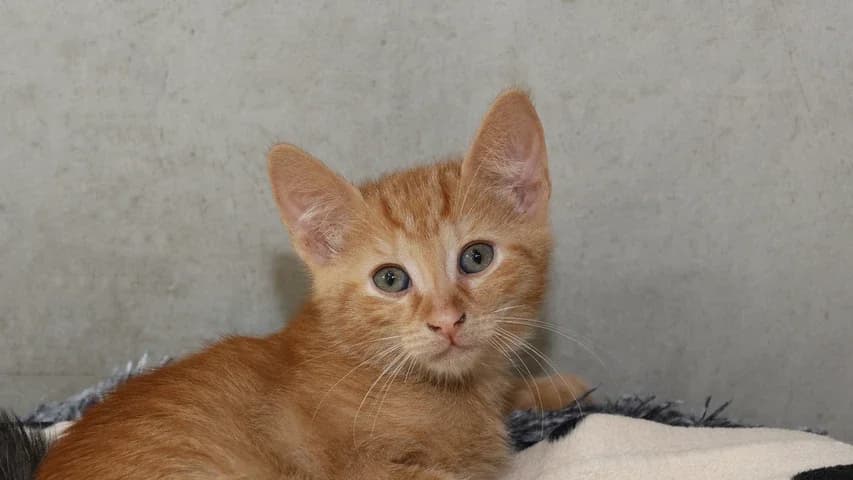 Nicolas,  puppy European Shorthair for adoption at Tierschutzhaus Sonnenhof, Eisenstadt