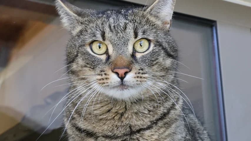 Rüzgar, male young European Shorthair for adoption at Tierschutzhaus Sonnenhof, Eisenstadt
