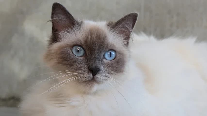 Anastasia, female young Ragdoll for adoption at Tierschutzhaus Sonnenhof, Eisenstadt