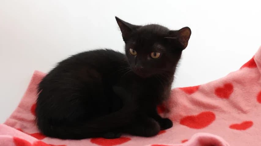 Andrä, puppy European Shorthair for adoption at Tierschutzhaus Sonnenhof, Eisenstadt