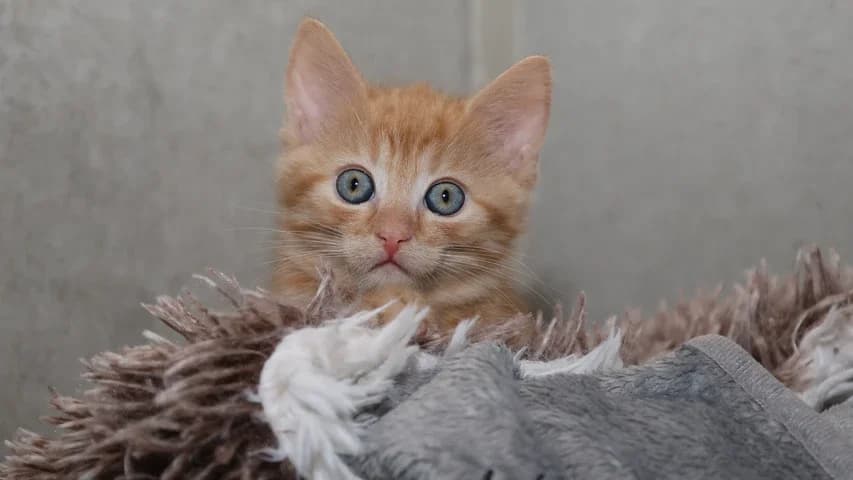 Kari,  puppy European Shorthair for adoption at Tierschutzhaus Sonnenhof, Eisenstadt