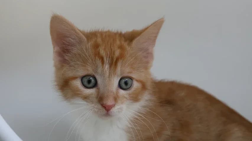 Kylo,  puppy European Shorthair for adoption at Tierschutzhaus Sonnenhof, Eisenstadt