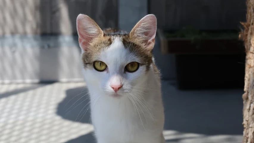 Brunhilda, female young European Shorthair for adoption at Tierschutzhaus Sonnenhof, Eisenstadt