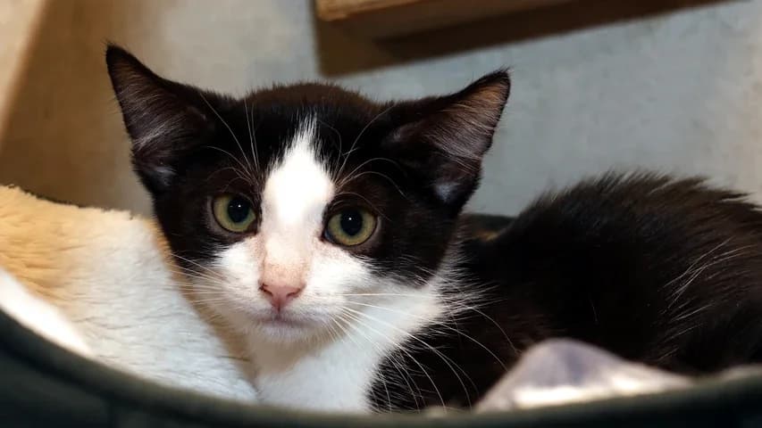 Malia,  puppy European Shorthair for adoption at Tierschutzhaus Sonnenhof, Eisenstadt