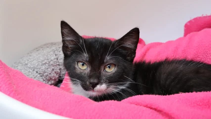 M&M,  puppy European Shorthair for adoption at Tierschutzhaus Sonnenhof, Eisenstadt