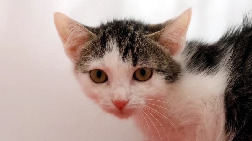 Aamina,  puppy European Shorthair for adoption at Tierschutzhaus Sonnenhof, Eisenstadt