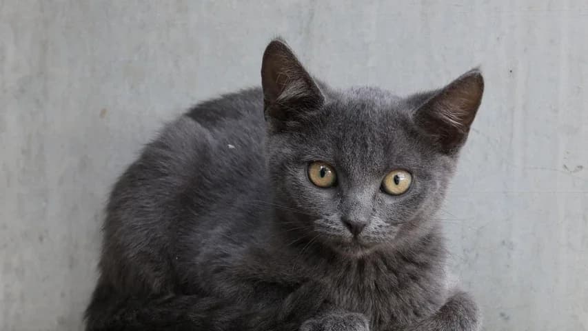 Lotte, puppy European Shorthair for adoption at Tierschutzhaus Sonnenhof, Eisenstadt