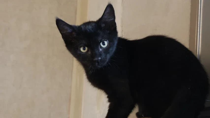 Leonidas, puppy European Shorthair for adoption at Tierschutzhaus Sonnenhof, Eisenstadt