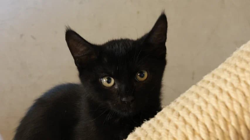 Lio, puppy European Shorthair for adoption at Tierschutzhaus Sonnenhof, Eisenstadt