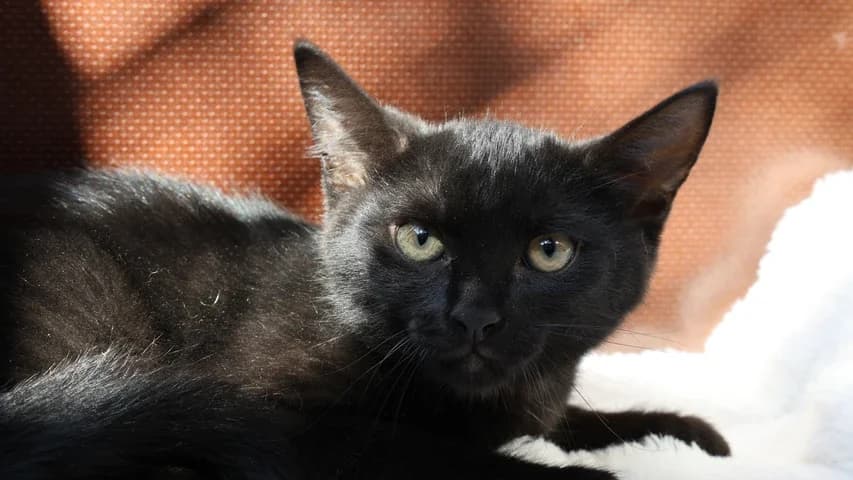 Lennox, puppy European Shorthair for adoption at Tierschutzhaus Sonnenhof, Eisenstadt