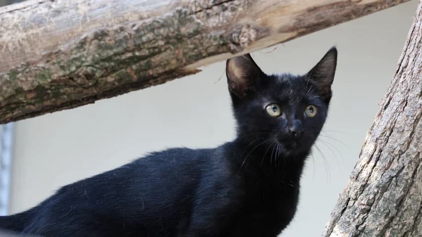 Laurenz,  puppy European Shorthair for adoption at Tierschutzhaus Sonnenhof, Eisenstadt