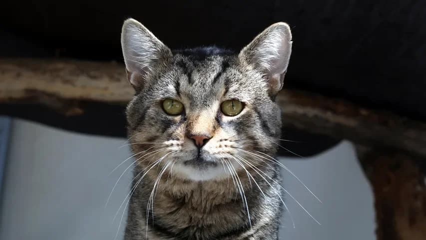 Grimbert, male 4yo European Shorthair for adoption at Tierschutzhaus Sonnenhof, Eisenstadt