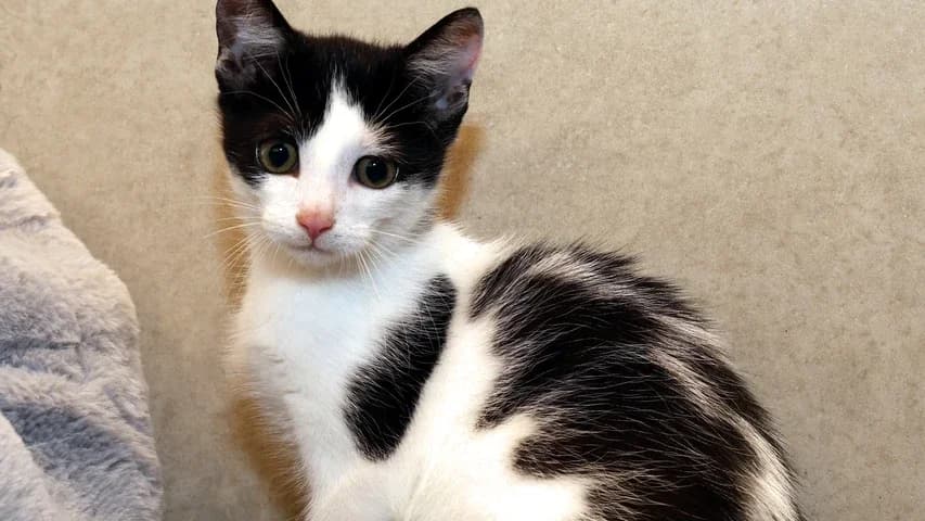 Schlumpf,  puppy European Shorthair for adoption at Tierschutzhaus Sonnenhof, Eisenstadt