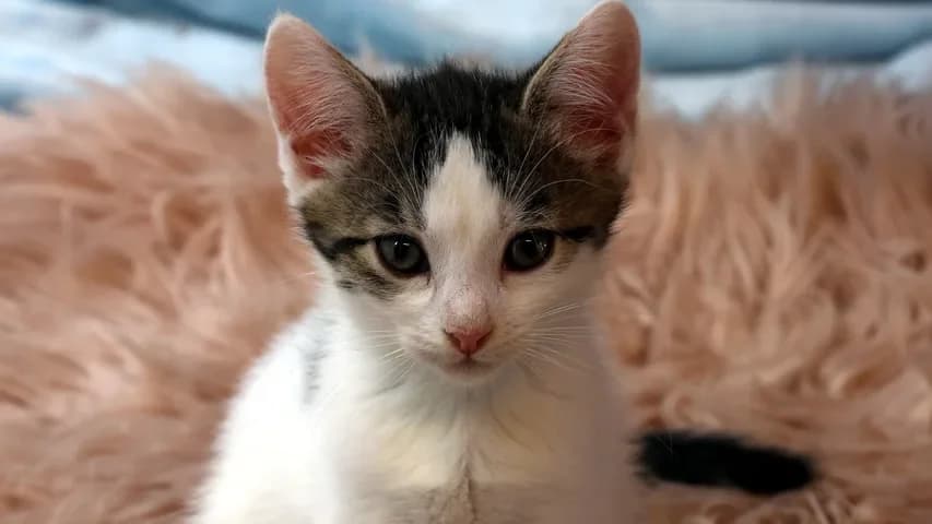 Aslan, puppy European Shorthair for adoption at Tierschutzhaus Sonnenhof, Eisenstadt