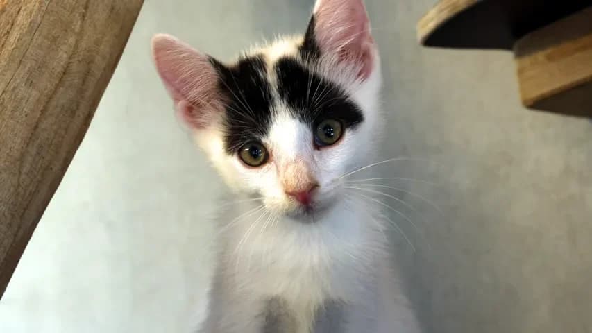 Lewe, puppy European Shorthair for adoption at Tierschutzhaus Sonnenhof, Eisenstadt