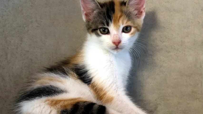 Louisa, puppy European Shorthair for adoption at Tierschutzhaus Sonnenhof, Eisenstadt