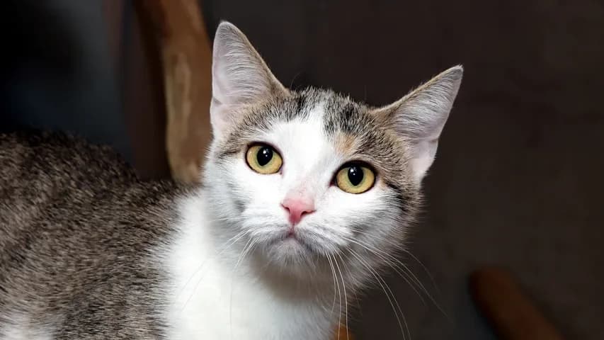 Neele, female puppy European Shorthair for adoption at Tierschutzhaus Sonnenhof, Eisenstadt