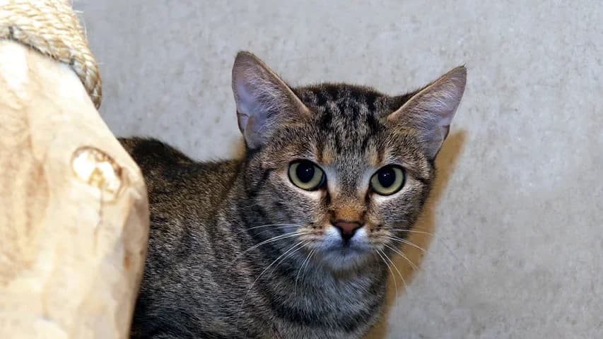 Gerta, female puppy European Shorthair for adoption at Tierschutzhaus Sonnenhof, Eisenstadt