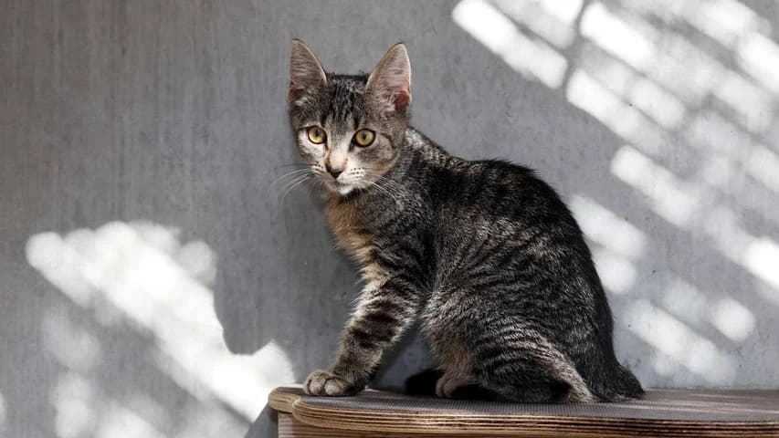 Orion,  puppy European Shorthair for adoption at Tierschutzhaus Sonnenhof, Eisenstadt