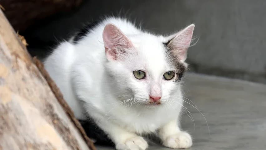 Oleg,  puppy European Shorthair for adoption at Tierschutzhaus Sonnenhof, Eisenstadt