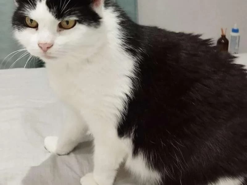 Lotte, female senior Mixed Breed for adoption at SOS Katze Graz, Graz