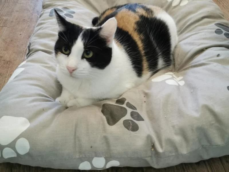 Rosalie, female 6yo Mixed Breed for adoption at SOS Katze Graz, Graz