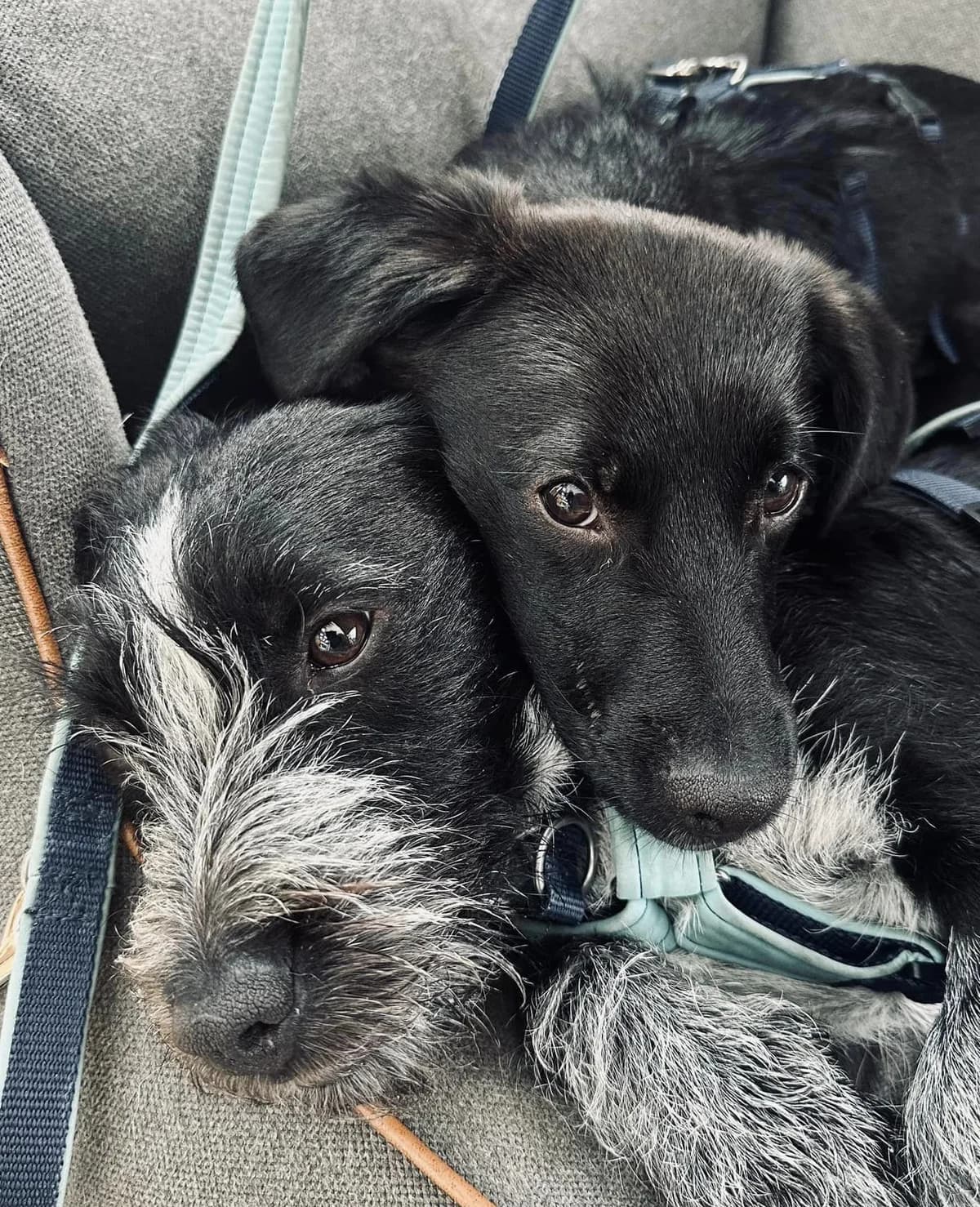 2jungspunde, male puppy Mixed Breed for adoption at Tiere in Not Austria (TiNA)