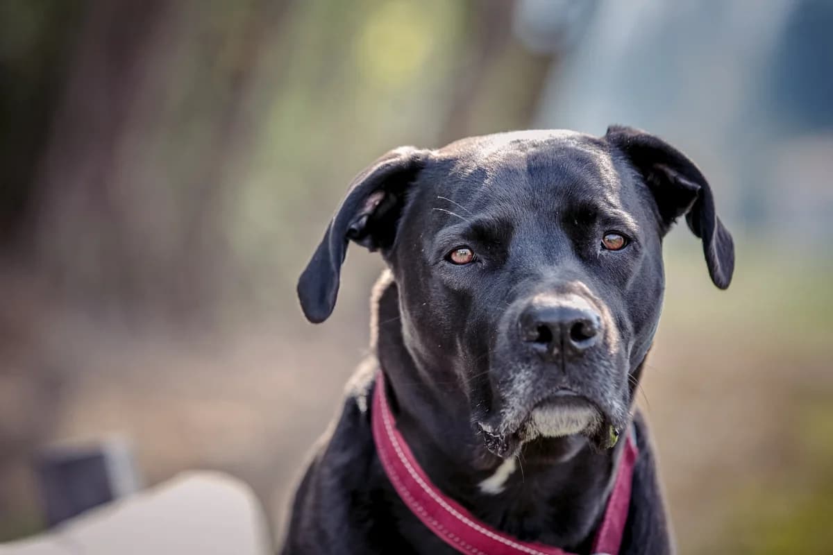 Boston, male Mixed Breed for adoption at Tiere in Not Austria (TiNA)