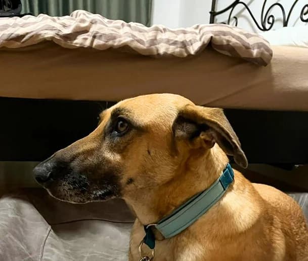 Frida, female 5yo Mixed Breed for adoption at Tiere in Not Austria (TiNA)