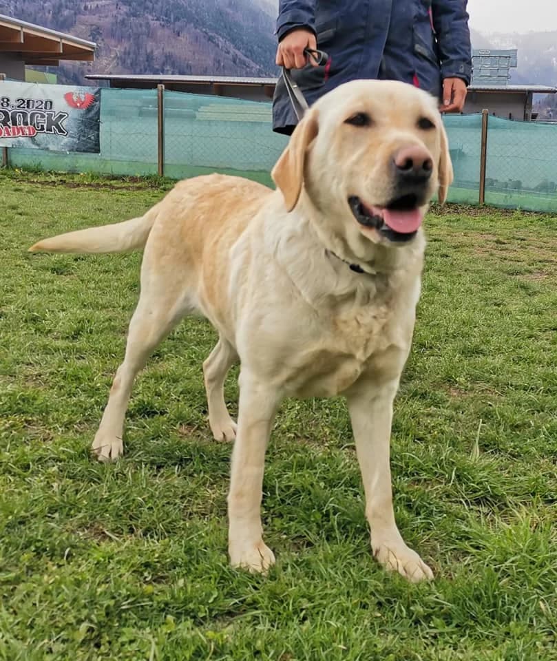 Wilma, female Mixed Breed for adoption at Tiere in Not Austria (TiNA)