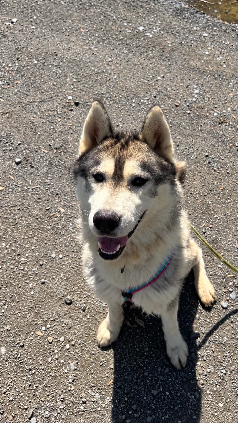 Aragon, male 4yo Mixed Breed for adoption at Tierheim Adamhof, Adamhof