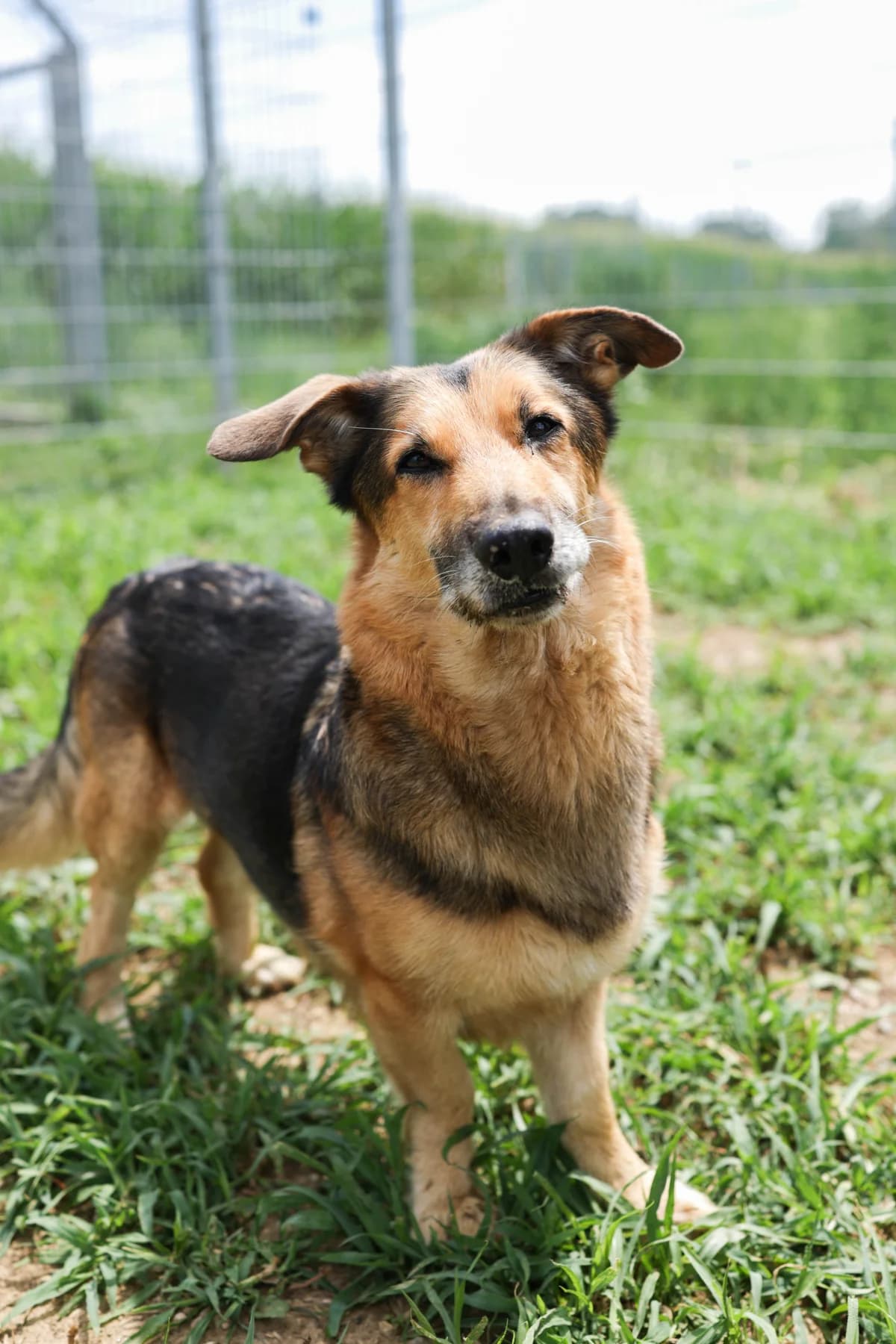 Aron, male senior Mixed Breed for adoption at Tierheim Adamhof, Adamhof