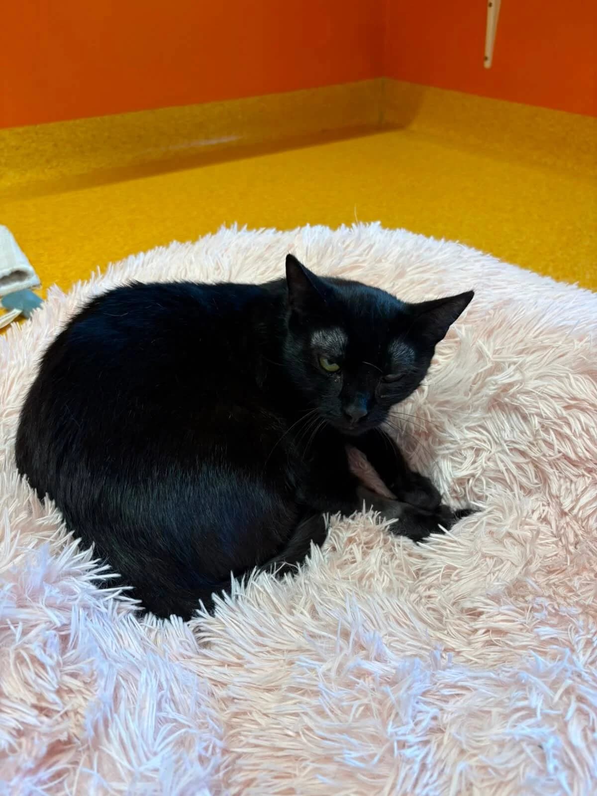 Babsi, female young Mixed Breed Cat for adoption at Tierheim Adamhof, Adamhof