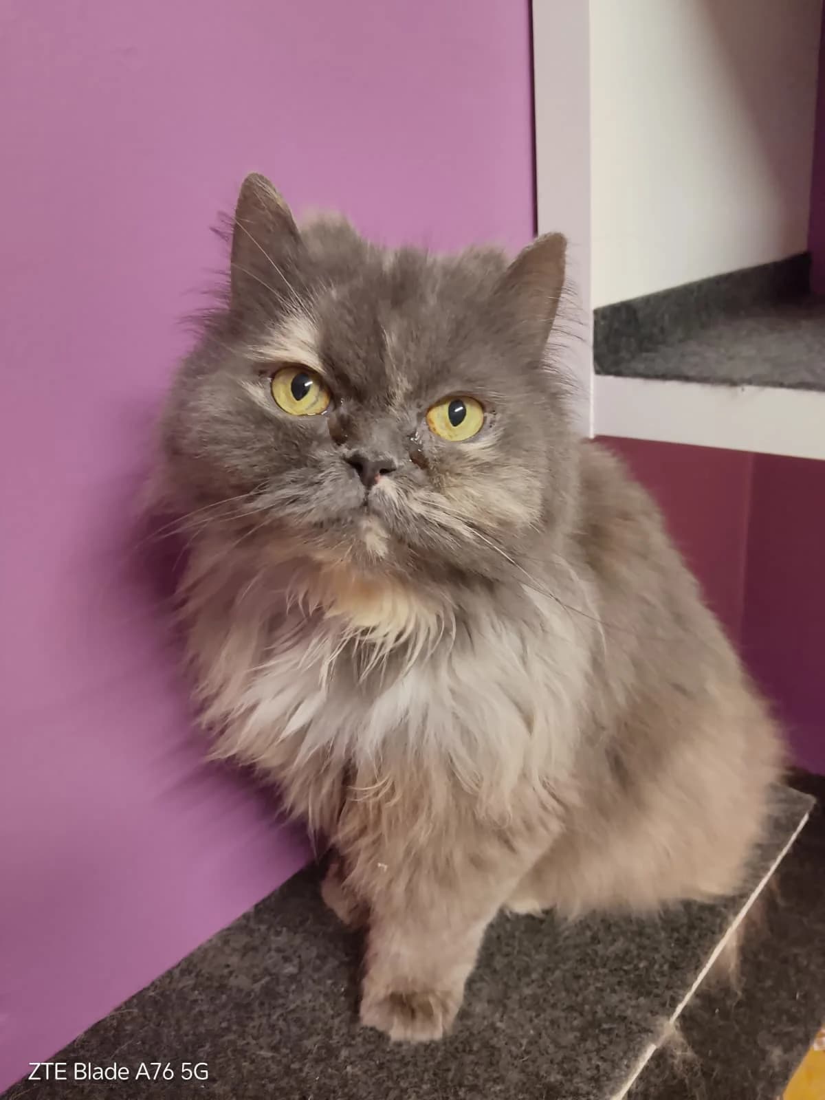 Bella, female senior Mixed Breed Cat for adoption at Tierheim Adamhof, Adamhof